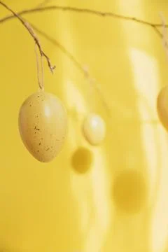 Tree branch decorated with Easter eggs on yellow background with sunlight Stock Photos