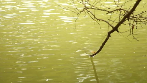 Tree branch dip in the river , Lumphun province Thailand. Stock Footage 158304200