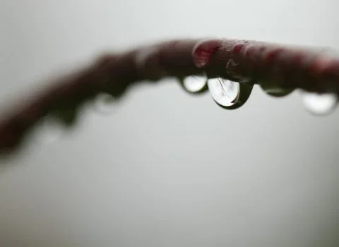 Tree branch drops Stock Photos