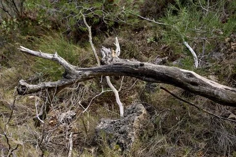 Tree branch dry and fallen on the ground Stock Photos