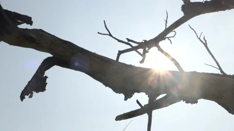 Tree Branch of Dry tree with sun shining Stock-Footage 136279116