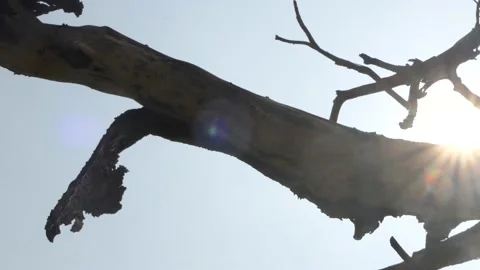 Tree Branch of Dry tree with sun shining Stock-Footage 136279149