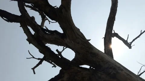 Tree Branch of Dry tree with sun shining Stock Footage 136280363