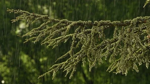 Tree branch during a heavy rainy day Stock Footage 131086124