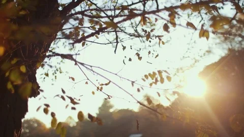 Tree Branch During the Morning Sunrise Stock Footage