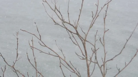 Tree Branch During Snowfall Stock Footage 953872