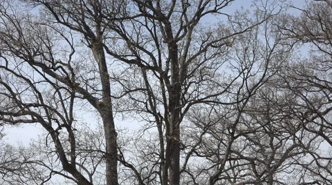 Tree branch early spring Washington DC 4k Stock-Footage 49790963