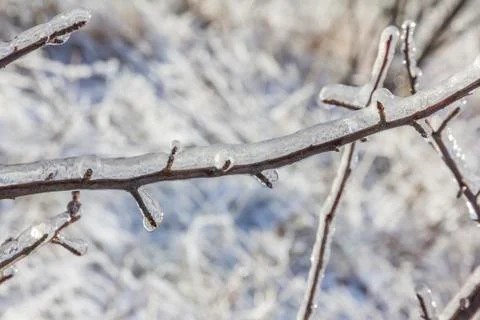 Tree branch engulfed in ice Stock Photos