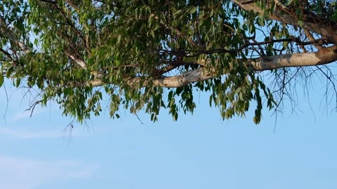 Tree branch Eucalyptus globulus Labill, Eucalipto blanco, Background Stock Footage 276445260