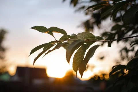 A tree branch in evening sunlight. Stockfoto's