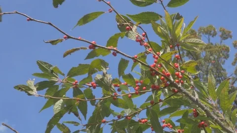 Tree branch in fall Stock Footage 114247044