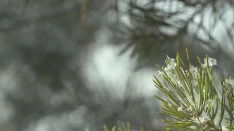 Tree Branch Falling Snow 스톡 동영상 151762866