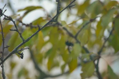 A tree branch with a few bugs on it. Stock Photos