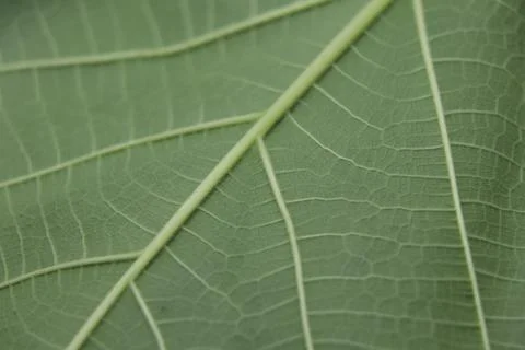 Tree branch of fig tree Stock Photos