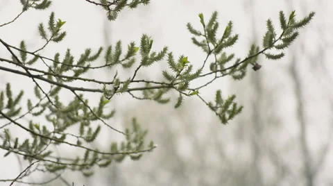 Tree branch with first leaves Stock Footage 55632382