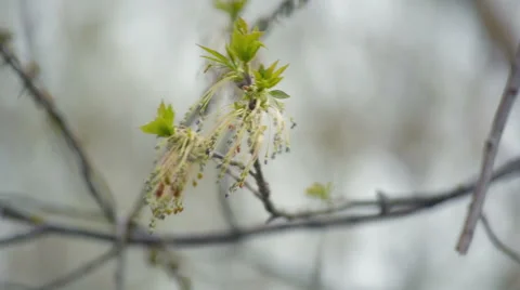 Tree branch with first leaves Stock Footage 55632494