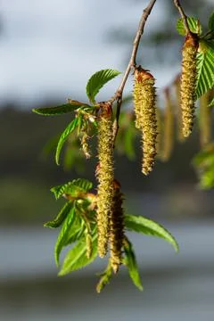 A tree branch with first leaves at spring. Carpinus orientalis. Stock Photos