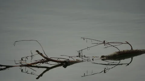 Tree branch floating on calm water surface Stock Footage 316497342