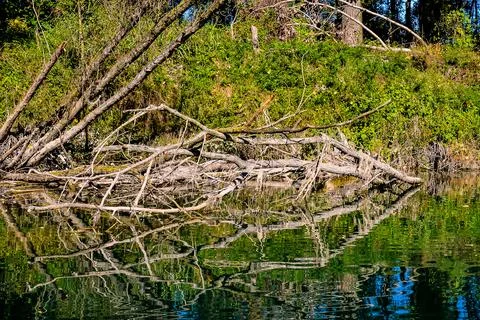 A tree branch is floating in the water Fotos Stock