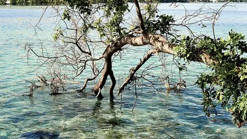 A tree branch is floating in the water Stock Photos