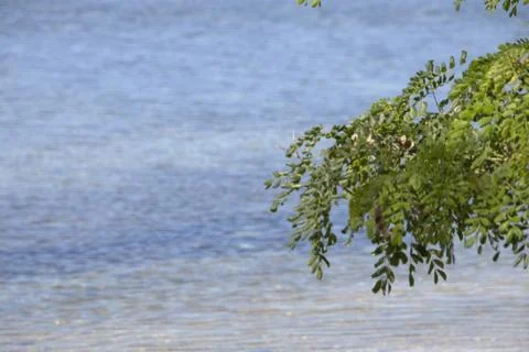A tree branch is floating in the water Stock Photos