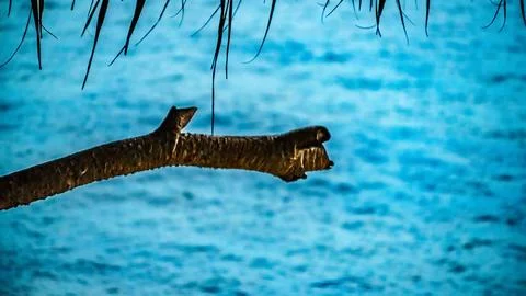 A tree branch is floating in the water Stock Photos