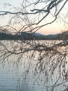 A tree branch is floating in the water Foto stock