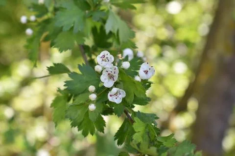A tree branch with a flower Stock Photos