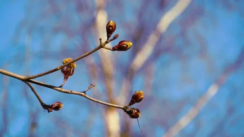 Tree Branch flowering Stock Footage 84857800