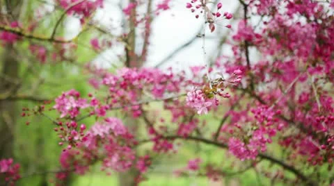 Tree branch with flowers Stock-Footage 10714761