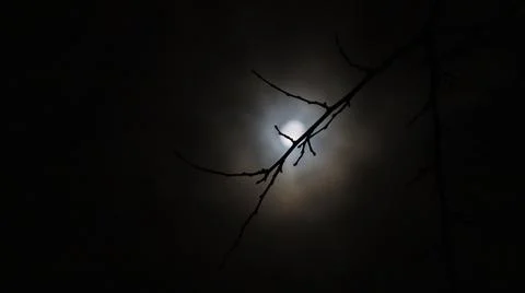 A Tree Branch in Focus with Out of Focus Full Moon Stock Photos