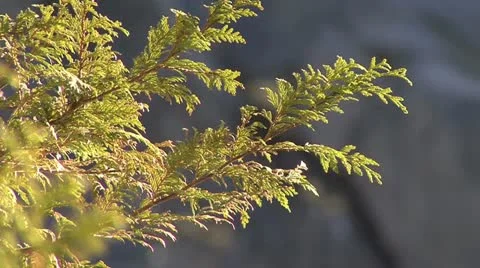 Tree branch Stock Footage 17413605