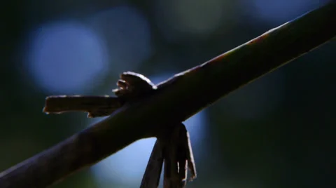 Tree branch Stock Footage 33698807