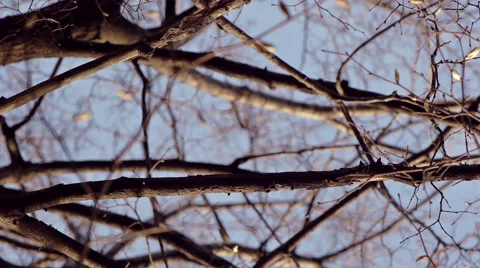 On a tree branch Stock Footage 50097793