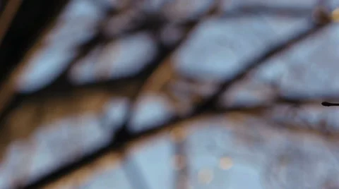 On a tree branch Stock Footage 50097849