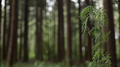 Tree branch Stock Footage 77048993