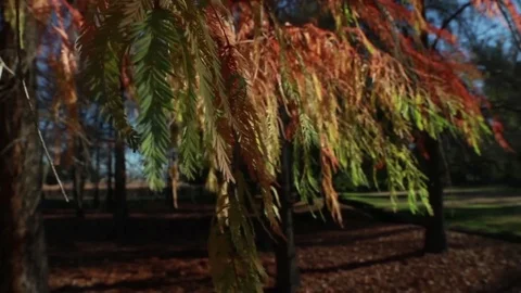 Tree branch Stock Footage 77050061