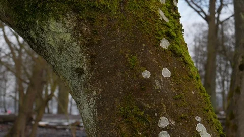 Tree branch Video stock 86101336