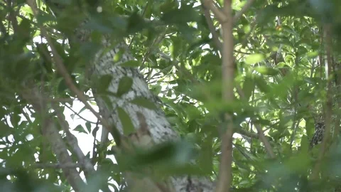 Tree branch Video stock 106782216