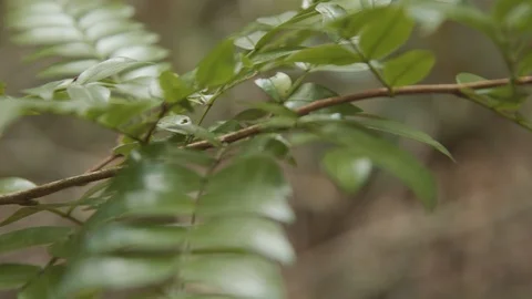 Tree branch 動画素材 127476860