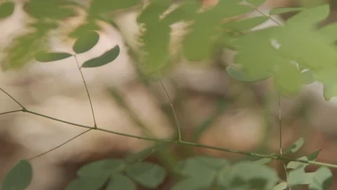 A tree branch Video stock 127492692