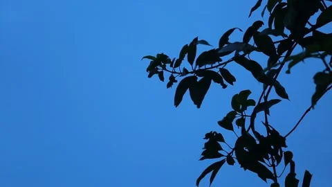 Tree branch Stock Footage 147321305