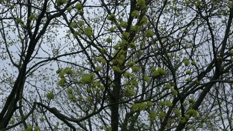 Tree branch Stock Footage 188466179