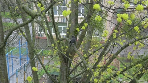 Tree branch Stock Footage 188467285