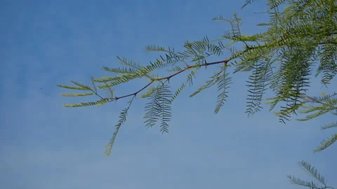 Tree branch Stock Footage 278434169