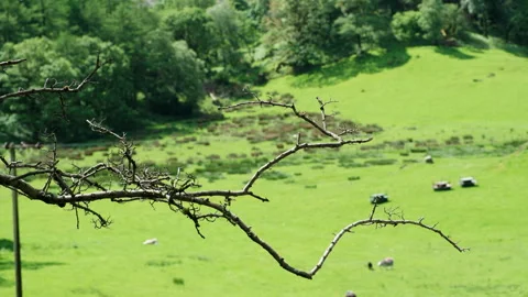 Tree branch in the foreground overlooking a green countryside Stock Footage 338036012