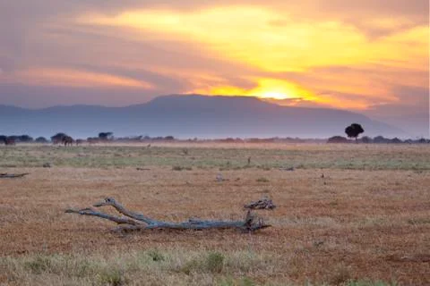 A tree branch in the foreground of a sunset in Tsavo East National Park in Ke Stock Photos