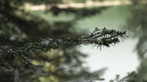 Tree Branch in Forest - 4K Stock Footage 140611823