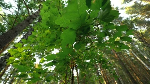 A tree branch in the forest bends with a gust of wind on a summer windy day Stock Footage 135391663