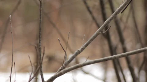 Tree Branch in Forest Video stock 36374548
